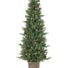 6ft Potted Natural Cut Georgia Pine With 200 Clear Lights Home